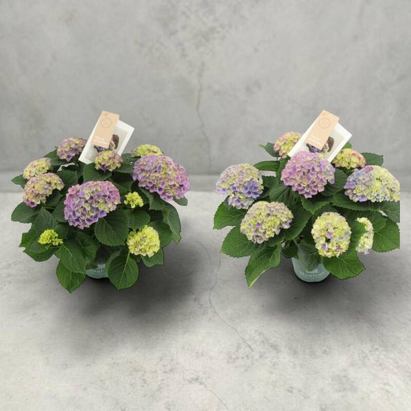 Hydrangea Magical Evolution ø14.  Box x6