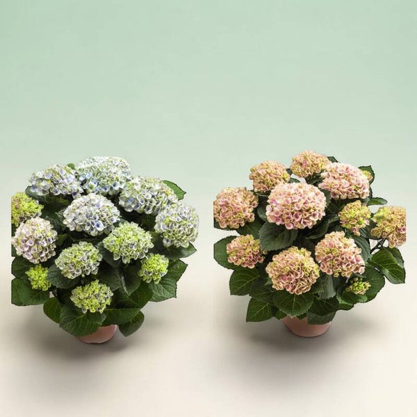Hydrangea Magical XXL ø19.  Box x3
