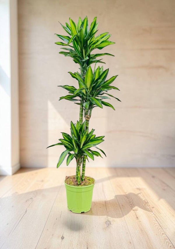 Dracaena Silindo 90/60/30 ø27