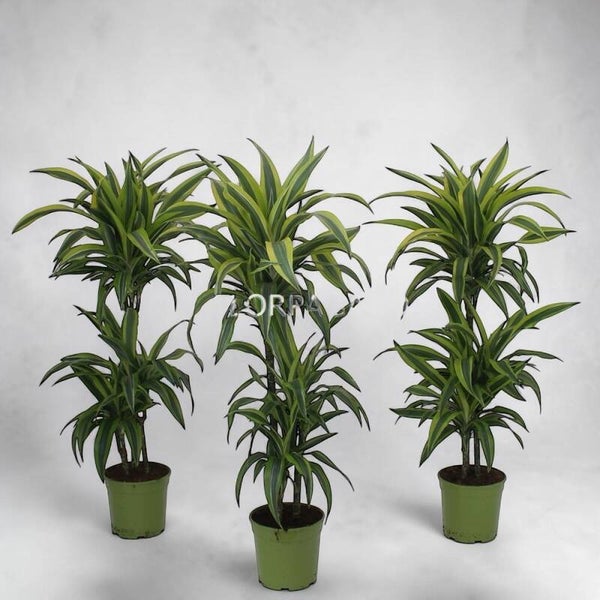 Dracaena Lemon 60/30/15 ø21