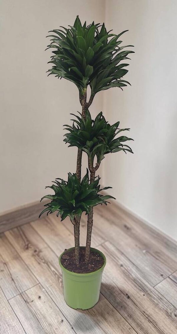 Dracaena Janet Graig 90/60/30