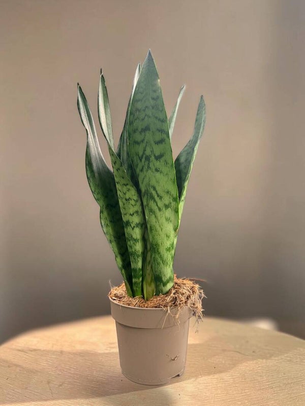 Sanseviera Zeylanica ø15.  Box x6