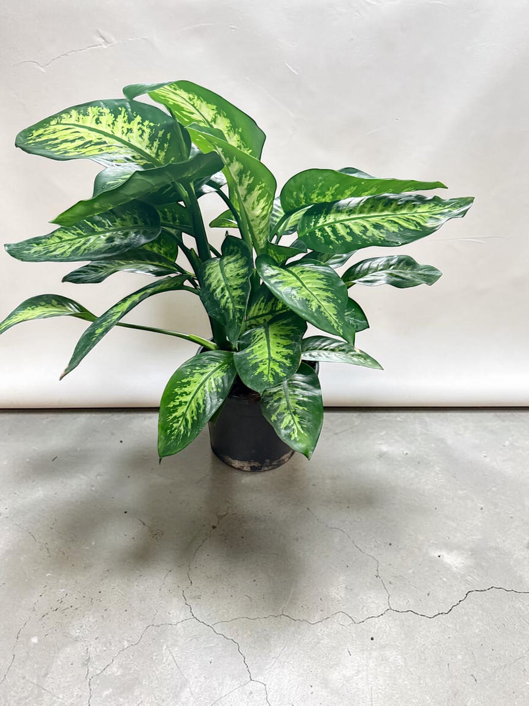 Dieffenb Tropic ø24