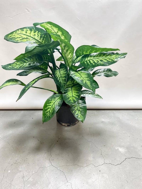 Dieffenb Tropic ø24