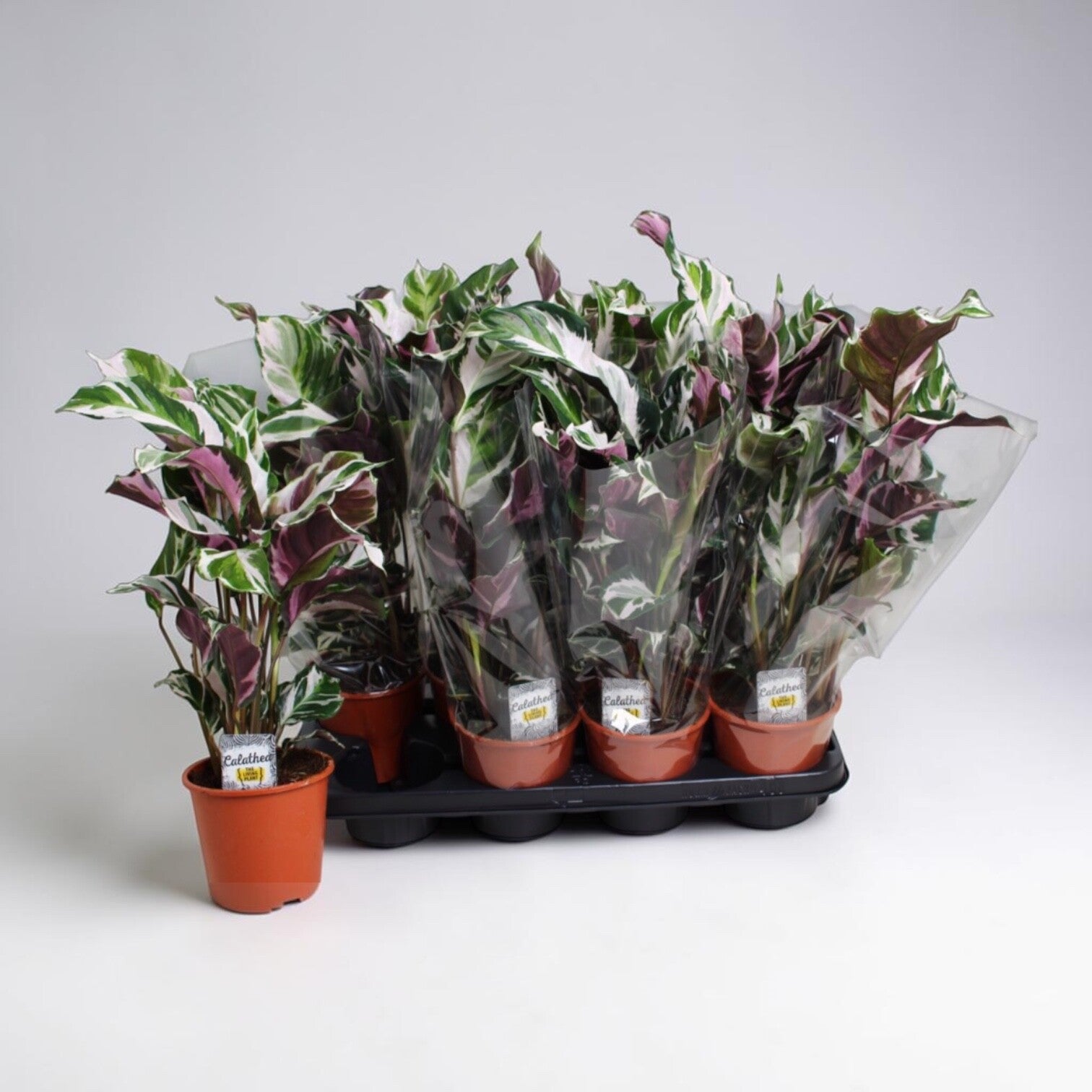 Calathea Stella ø14.  Box x8