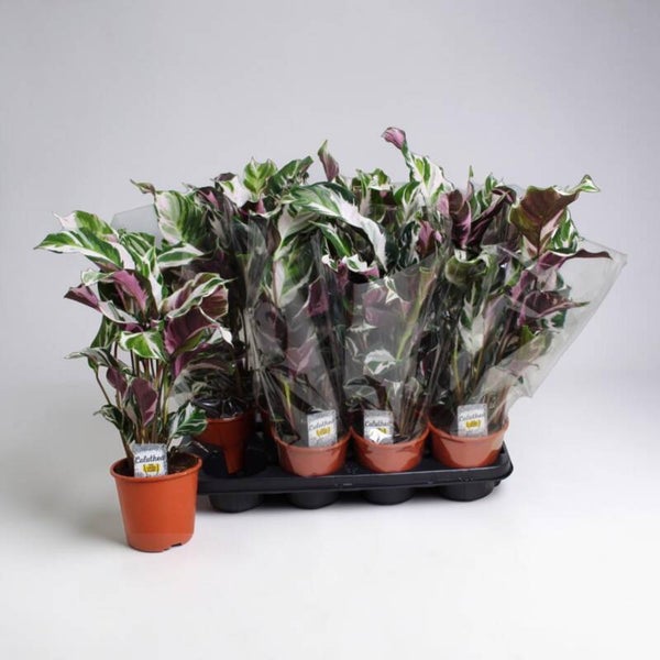 Calathea Stella ø14.  Box x8
