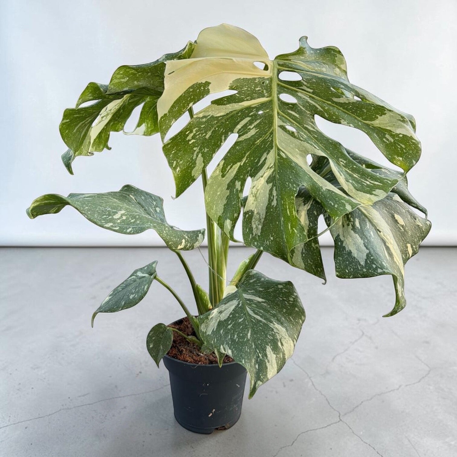 Monstera Thai ø14.  Box x8