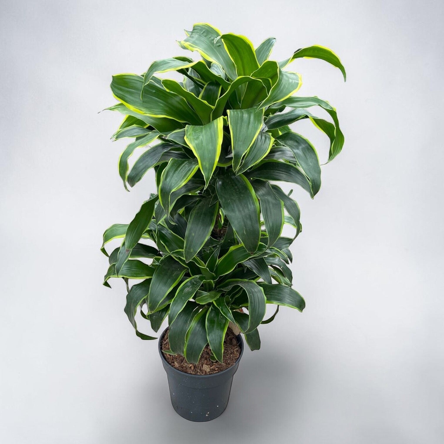 Dracaena Dorado carrousell ø21 h100