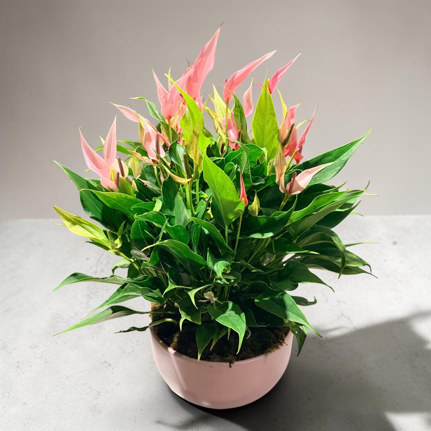 Anthurium Lillì ceramica ø26