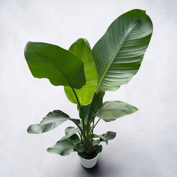 Strelitzia Nicolai ø24 h150