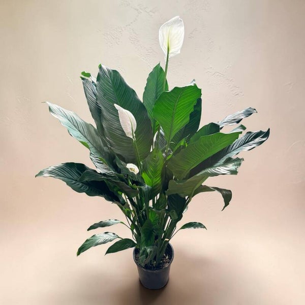 Spatyphillum Silvana ø26