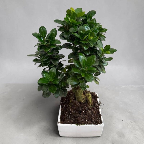 Ginseng quadrato ø18