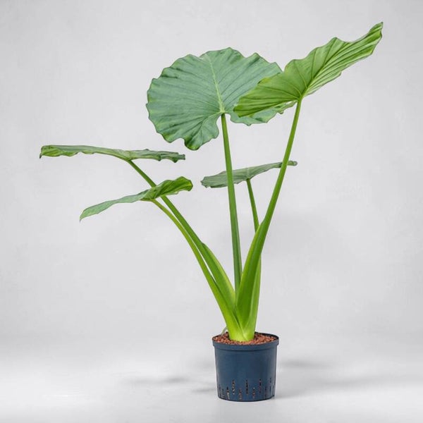 Alocasia Macrorrhiza ø27