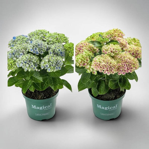 Hydrangea Magical ø19