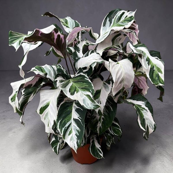 Calathea Stella ø19