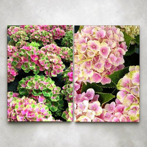 Hydrangea Amethyst Magical ø19