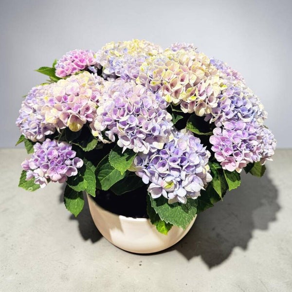 Hydrangea Magical blu ceramica ø26