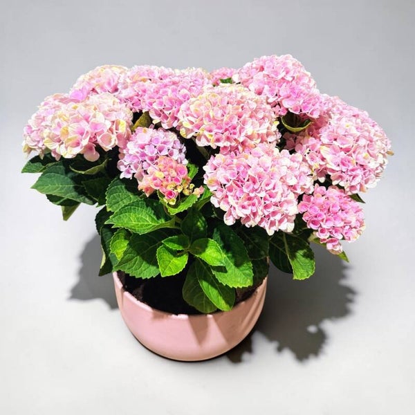 Hydrangea Magical rosa ceramica ø26