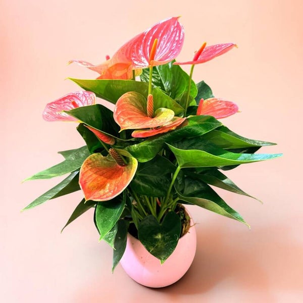 Anthurium Sweet ceramica.  Box x3