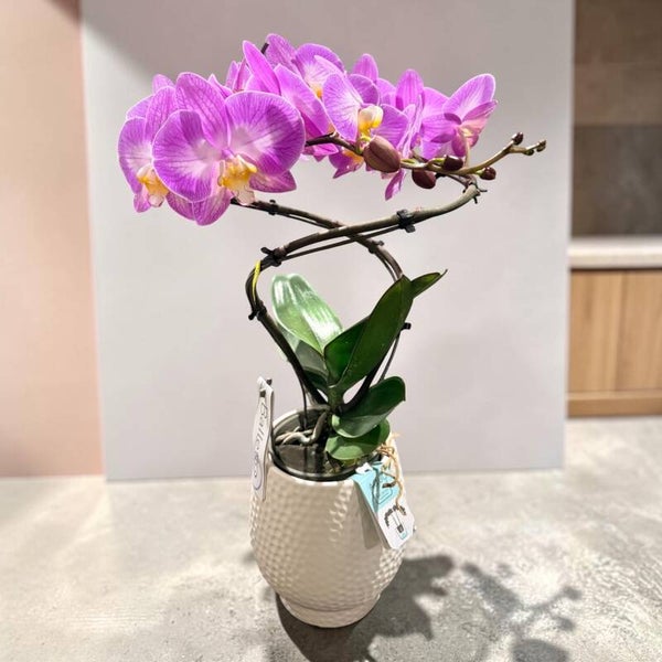 Phalaenopsis Balletto 2spike in Abruzzo white