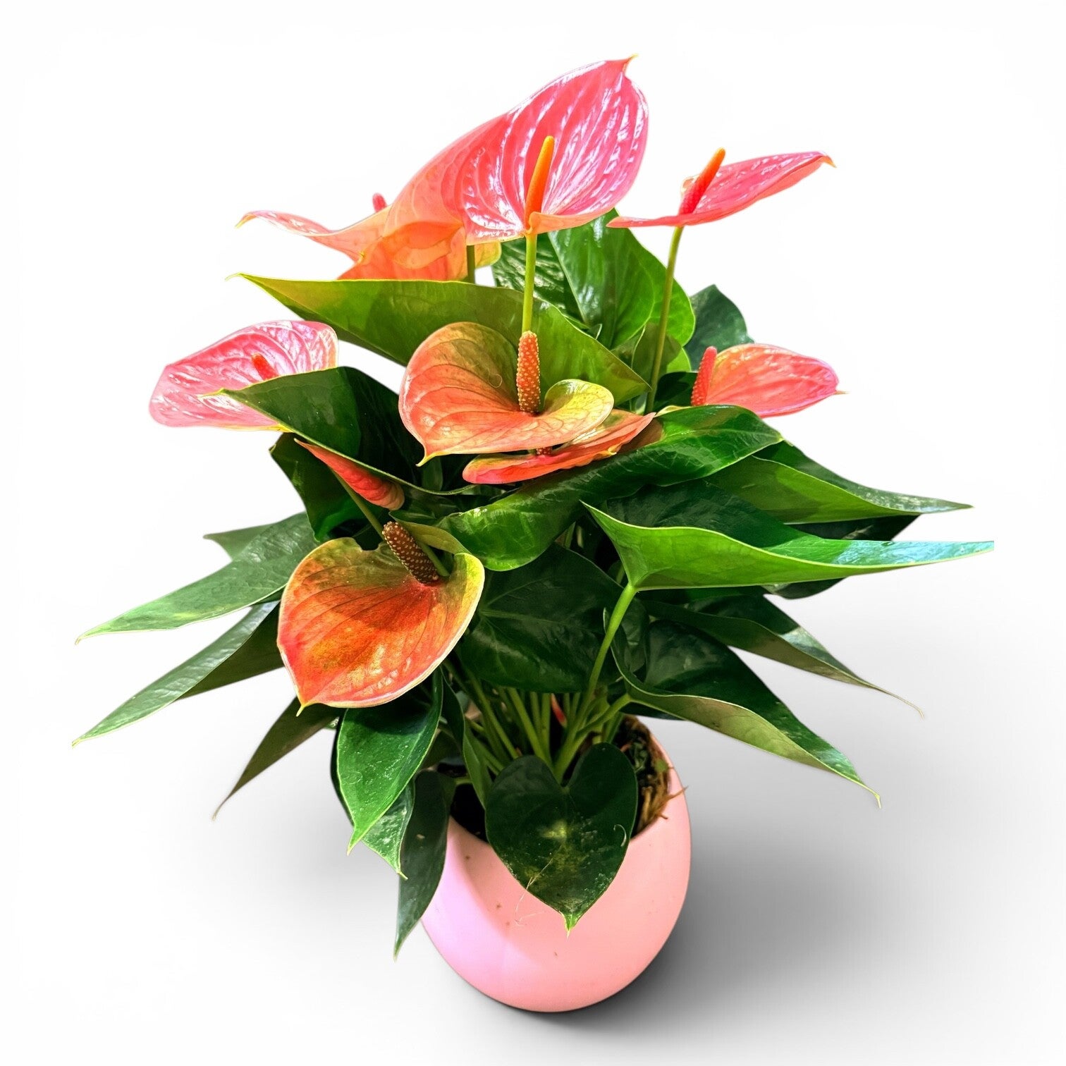 Anthurium Sweet ceramica.  Box x3