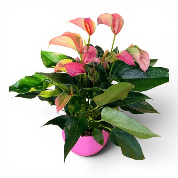 Anthurium Jolì ceramica. Box x3