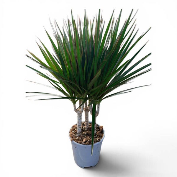 Dracaena Marginata toef ø17.  Box x6