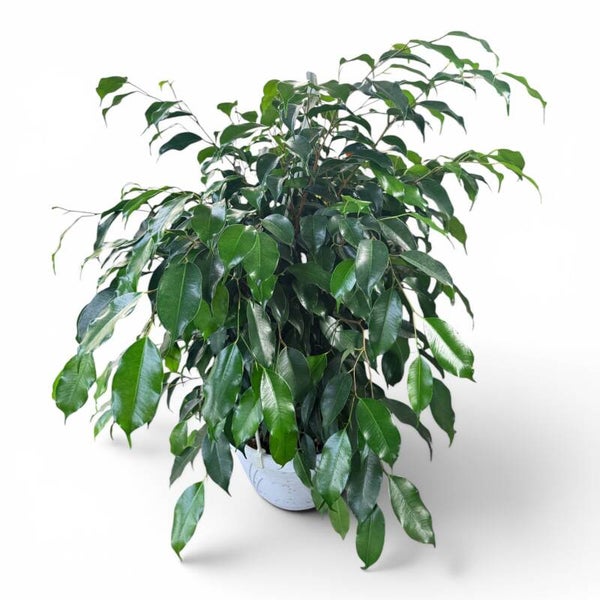 Ficus Daniel basket