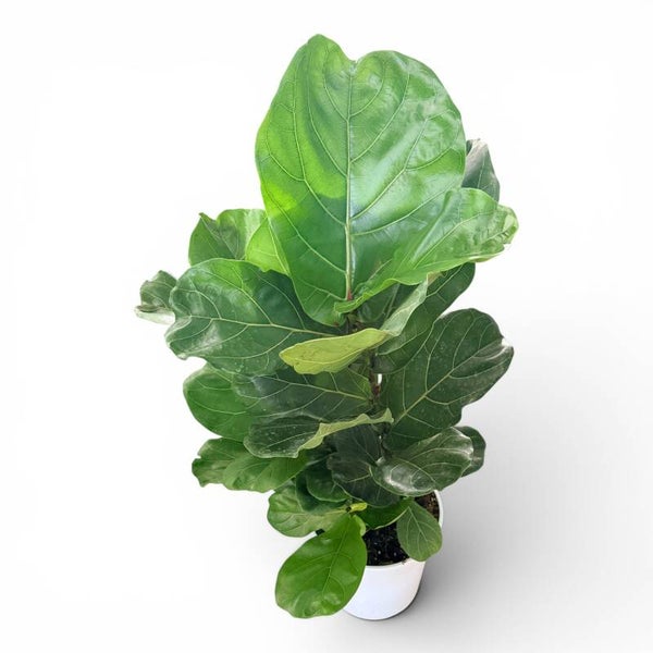 Ficus Lyrata toef ø24