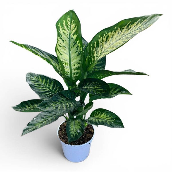 Dieffenb Tropic ø24