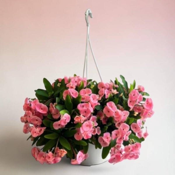Euphorbia Charlotte basket
