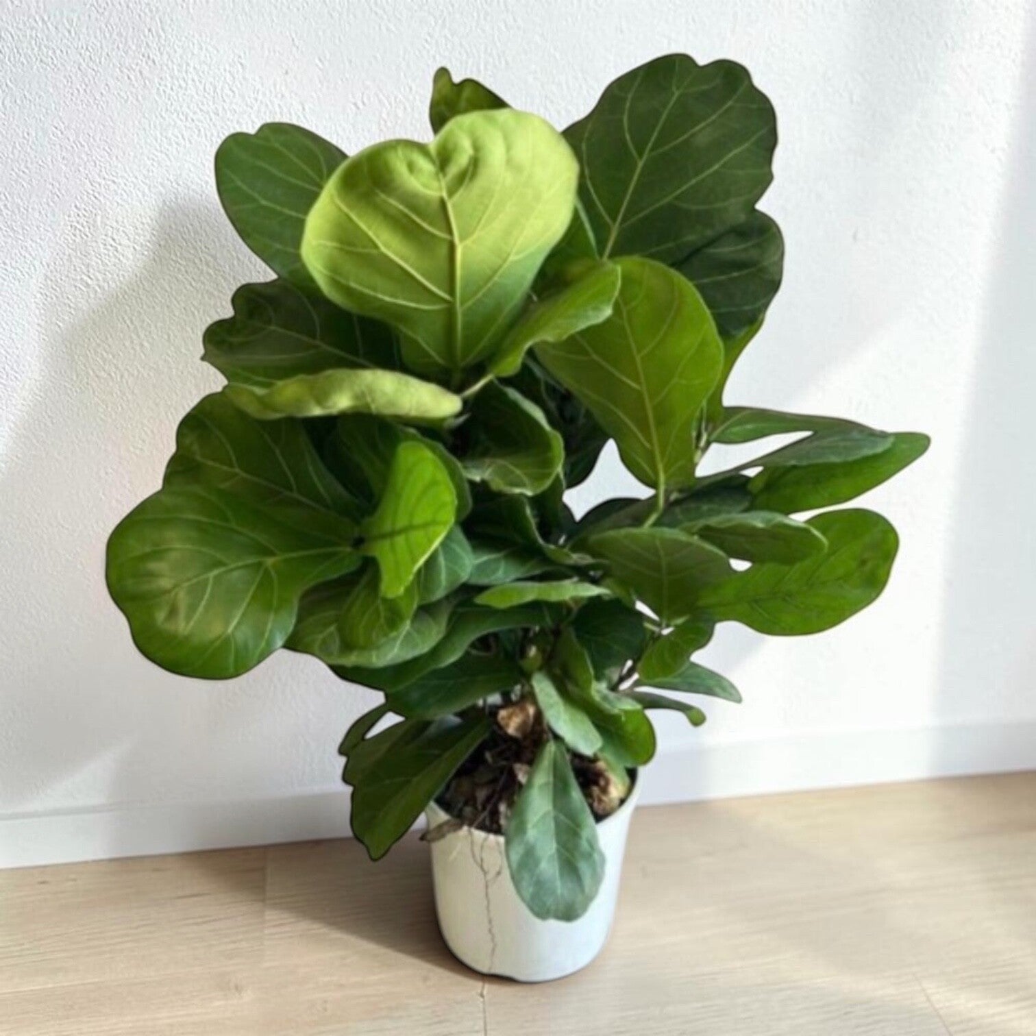 Ficus Lyrata toef ø24