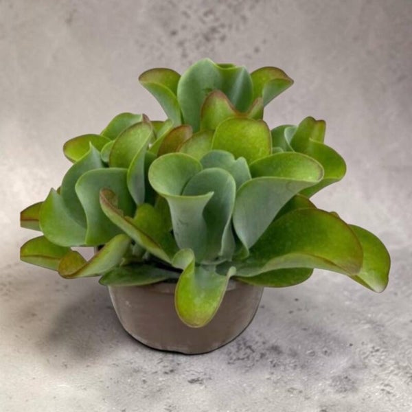 Kalanchoe Thyrsiflora ø23