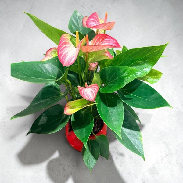 Anthurium Livium Red ceramica.  Box x3