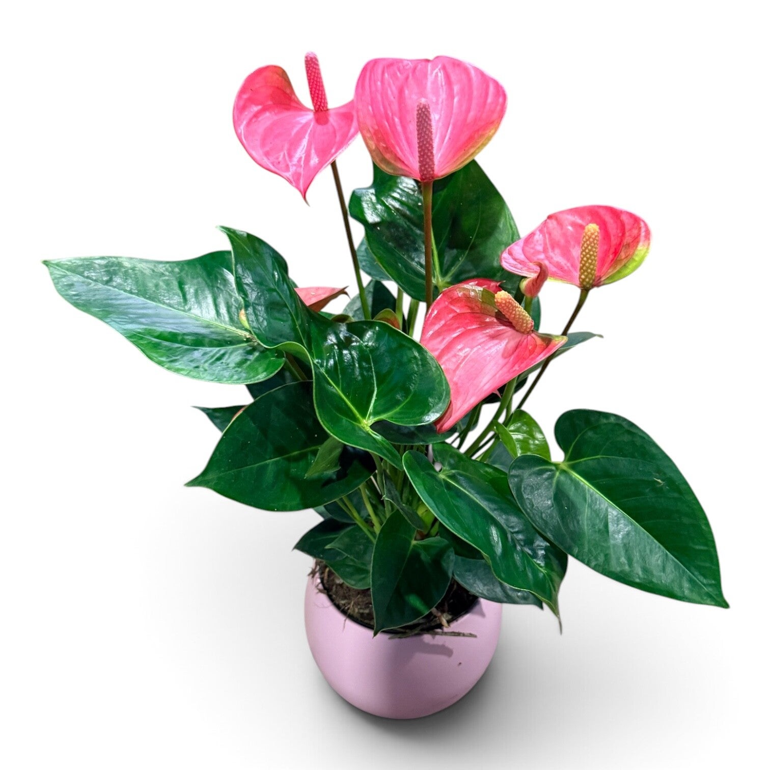 Anthurium Pink Champion.  Box x3