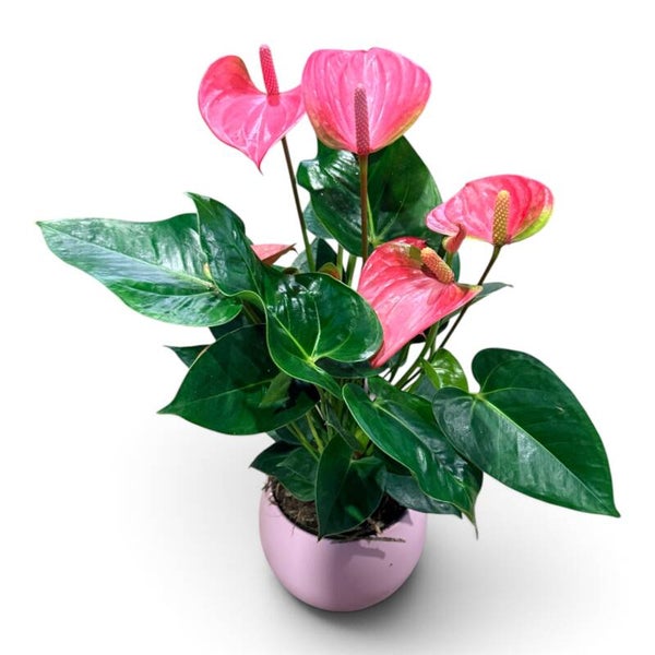 Anthurium Pink Champion.  Box x3
