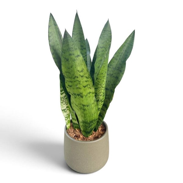 Sanseviera Zeylanica ø17 ceramica