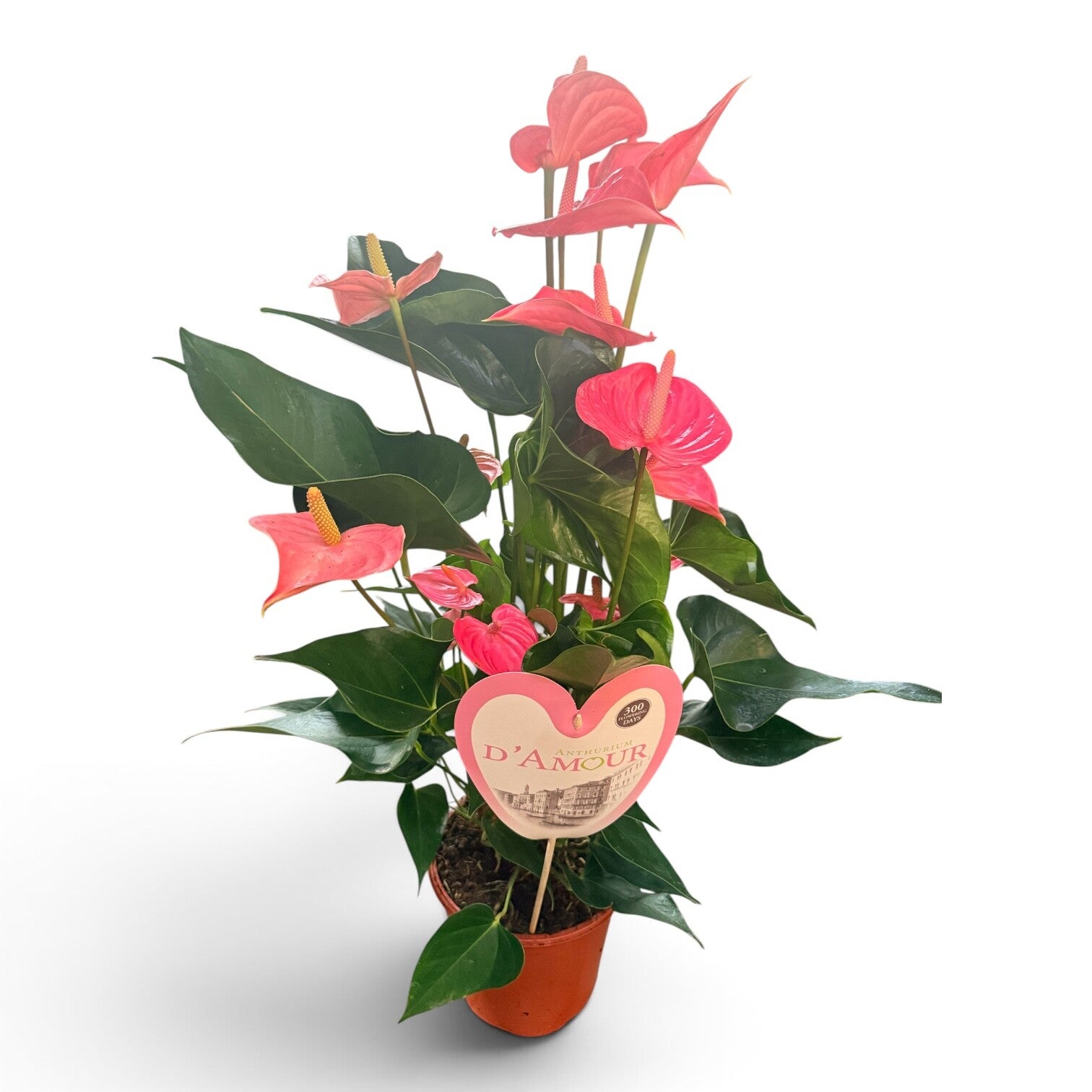 Anthurium Pink ø21