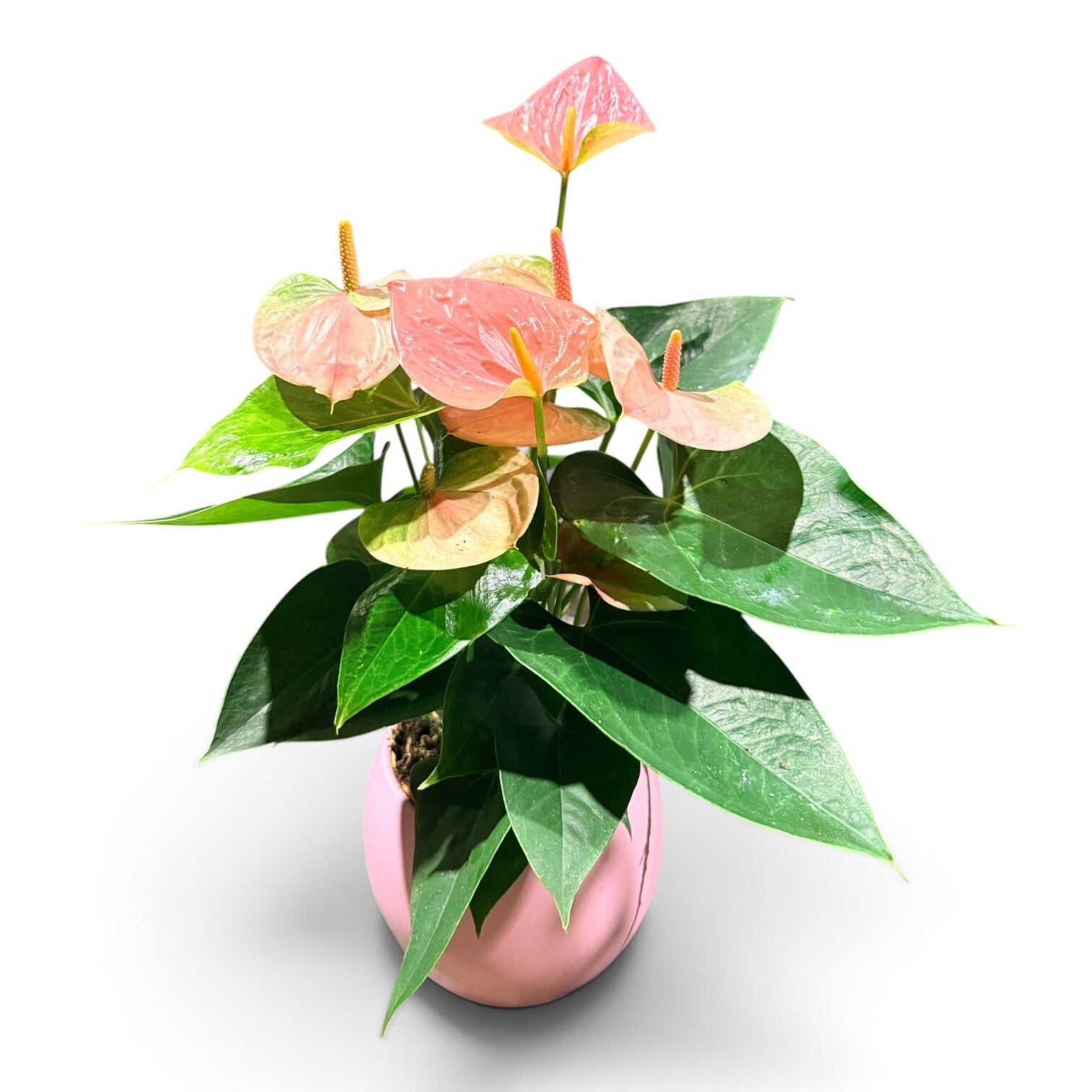 Anthurium Sweet Pink ceramica. Box x3