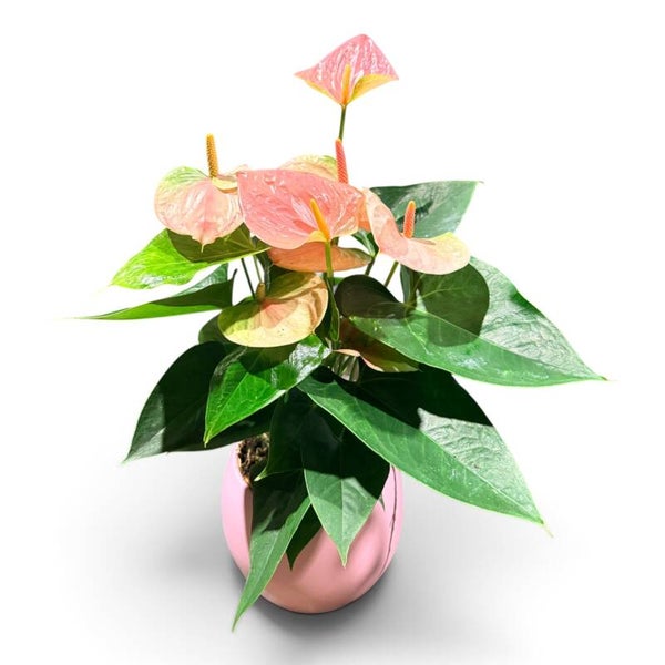 Anthurium Sweet Pink ceramica. Box x3