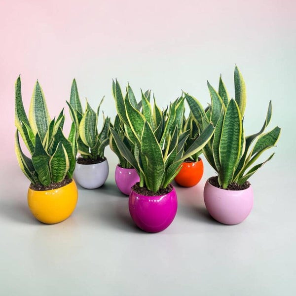 Sanseviera Superba ceramica ø15.  Box x6