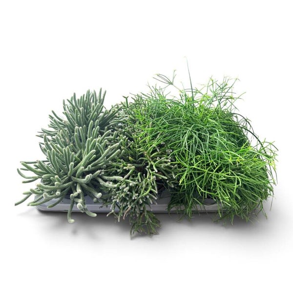 Rhipsalis mix ø14 Box x6