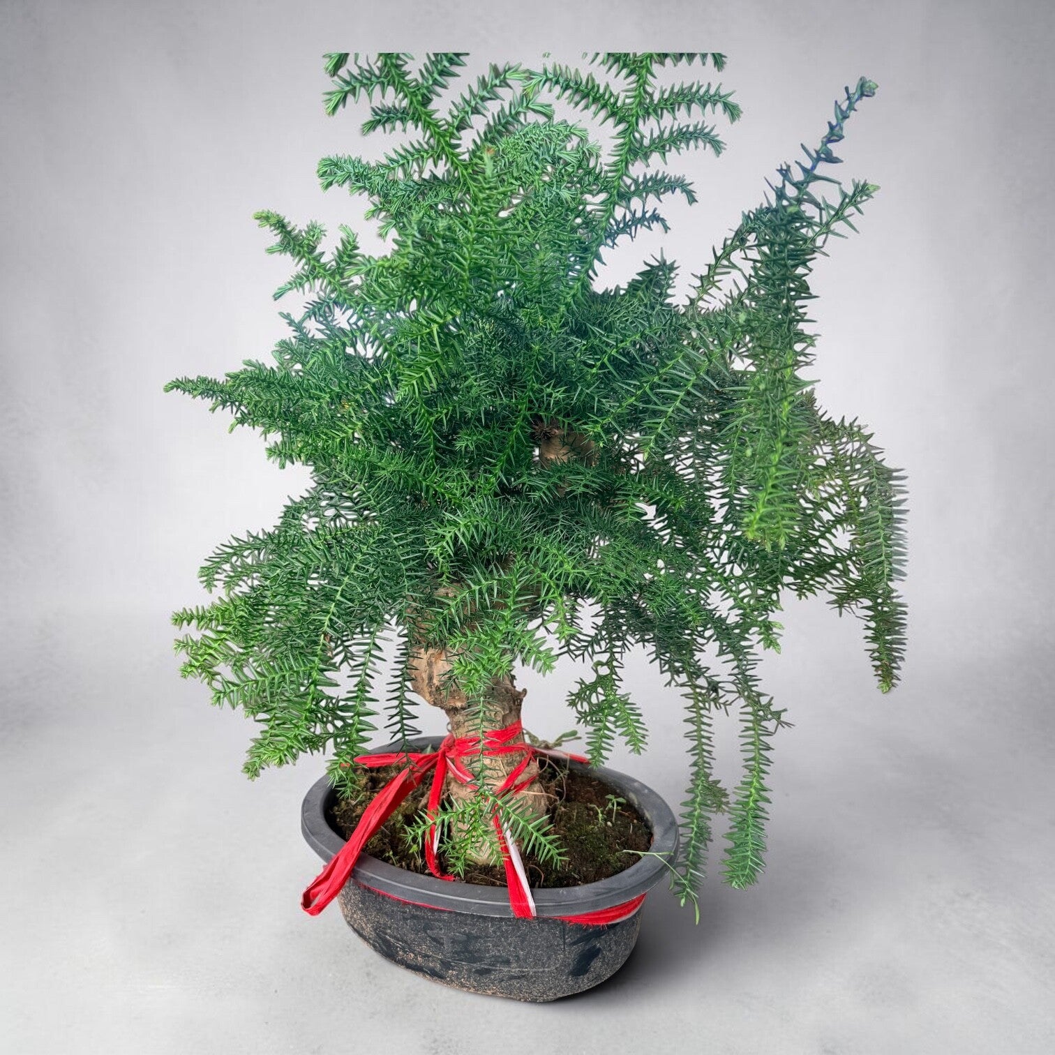 Araucaria Cunninghami