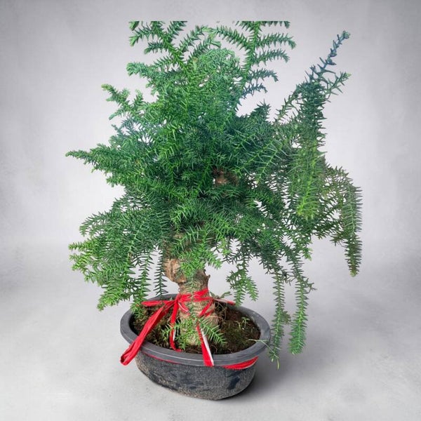 Araucaria Cunninghami
