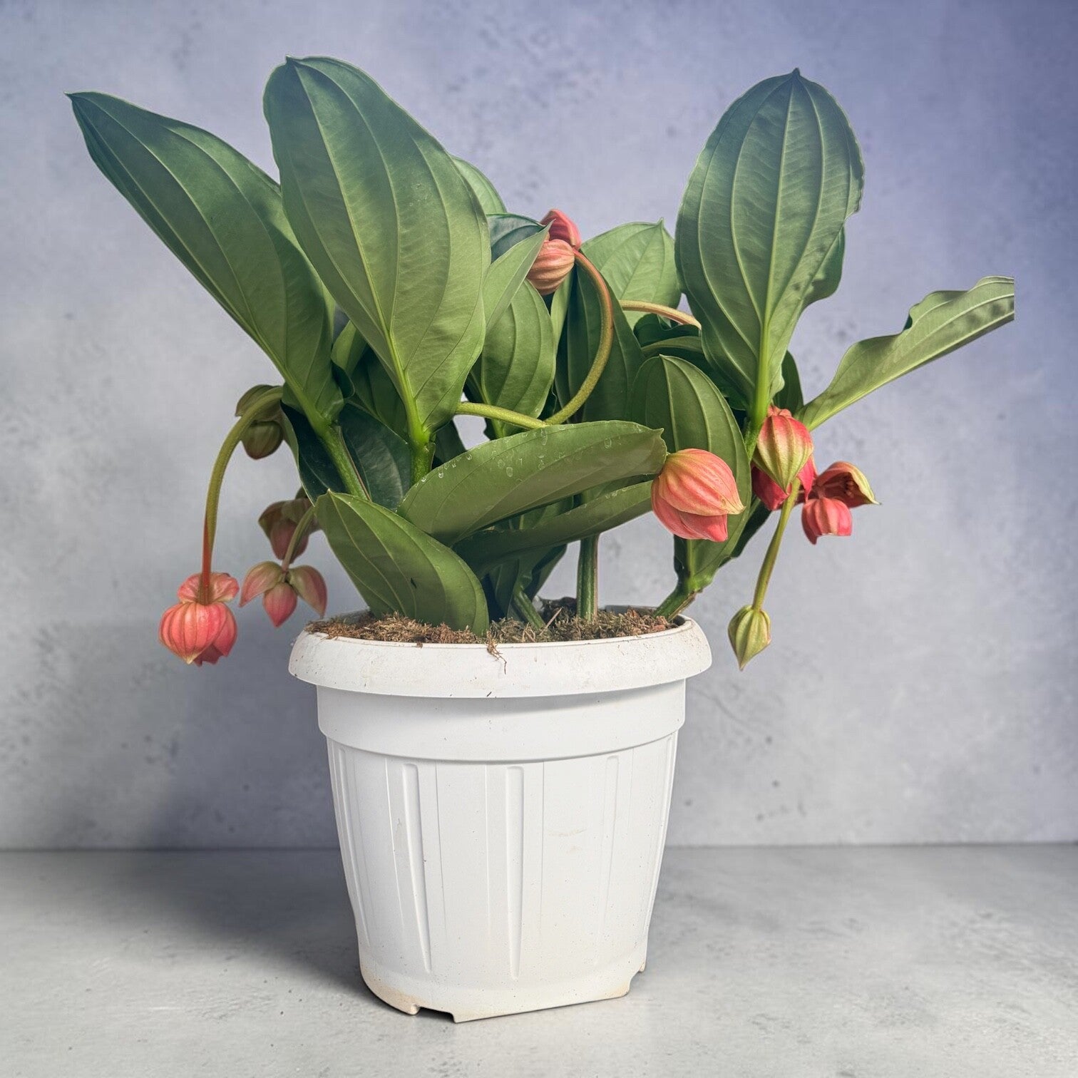 Medinilla Flamenco 10/12 fiori ø40