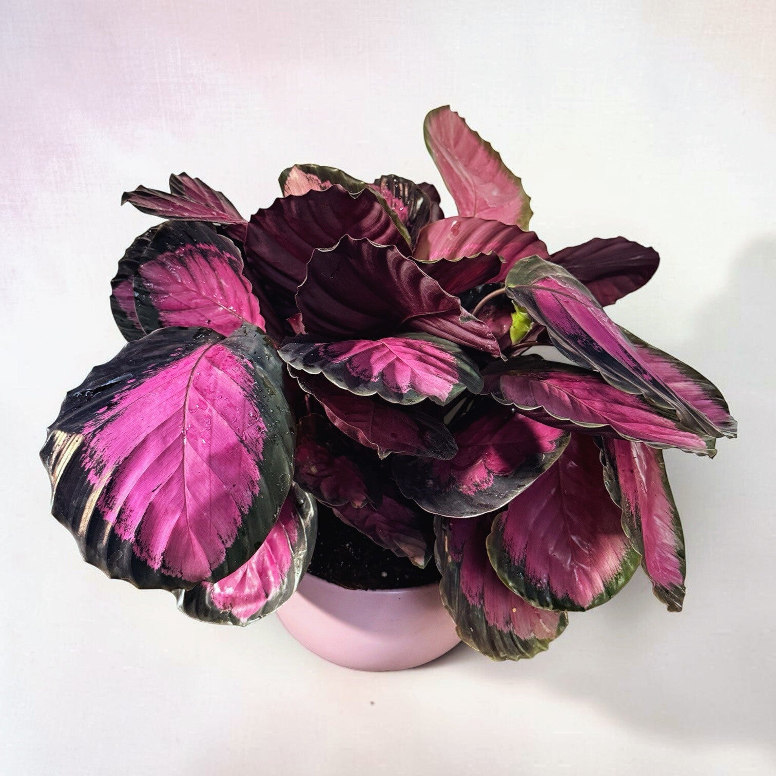 Calathea Crimson ceramica ø26