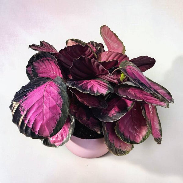 Calathea Crimson ceramica ø26