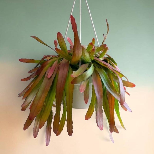Rhipsalis Red Coral bk23