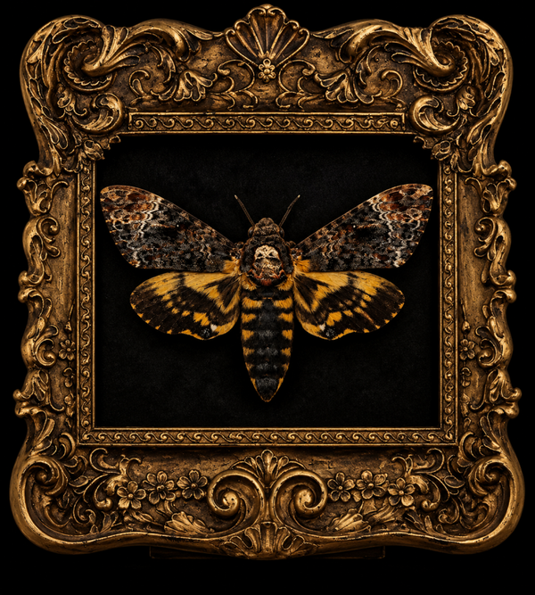 SKULL MOTH SPECIMEN – ACHERONTIA ATROPOS