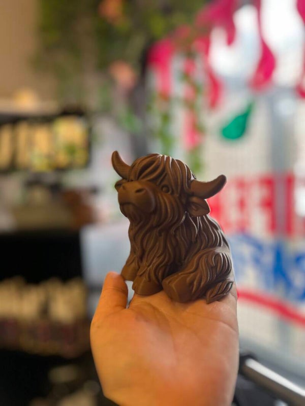 Highland cow